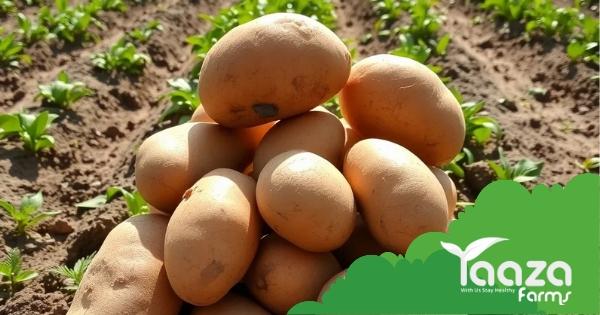 Benefits of Home-Grown Potato: TaazaFarms Fresh Produce Guide